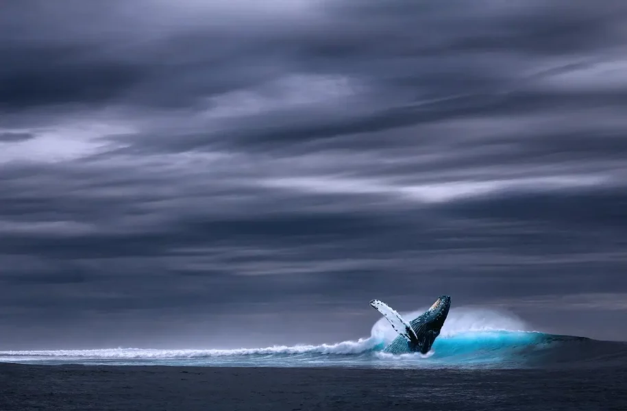 Krypto-Wale schlagen Wellen mit Überweisungen von rund 1,4 Mrd. Dollar