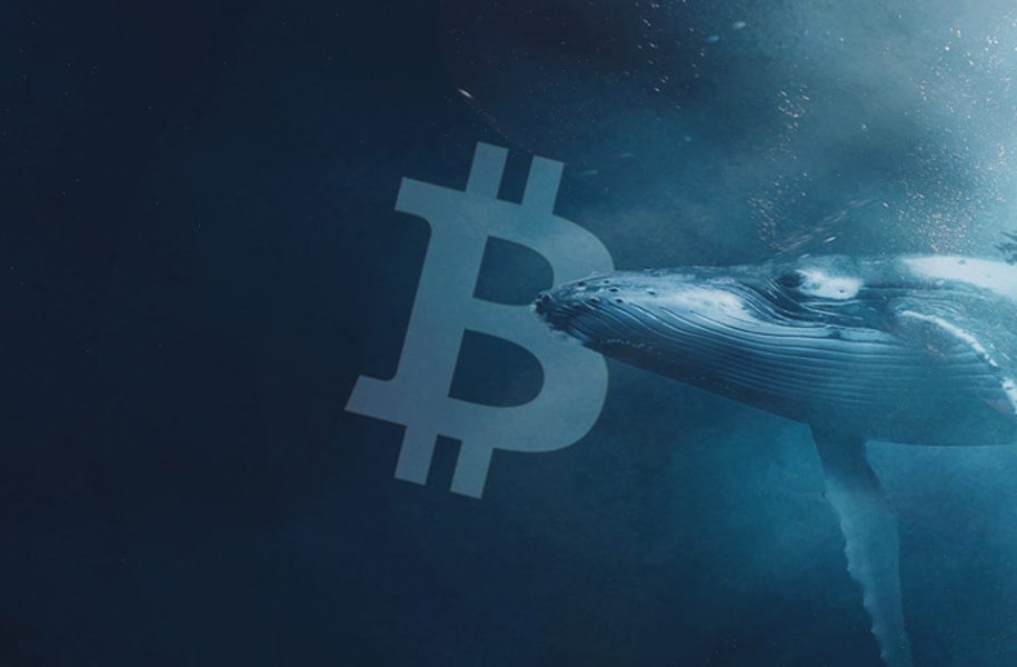 Bitcoin Whales Accumulate Despite Price Pressure