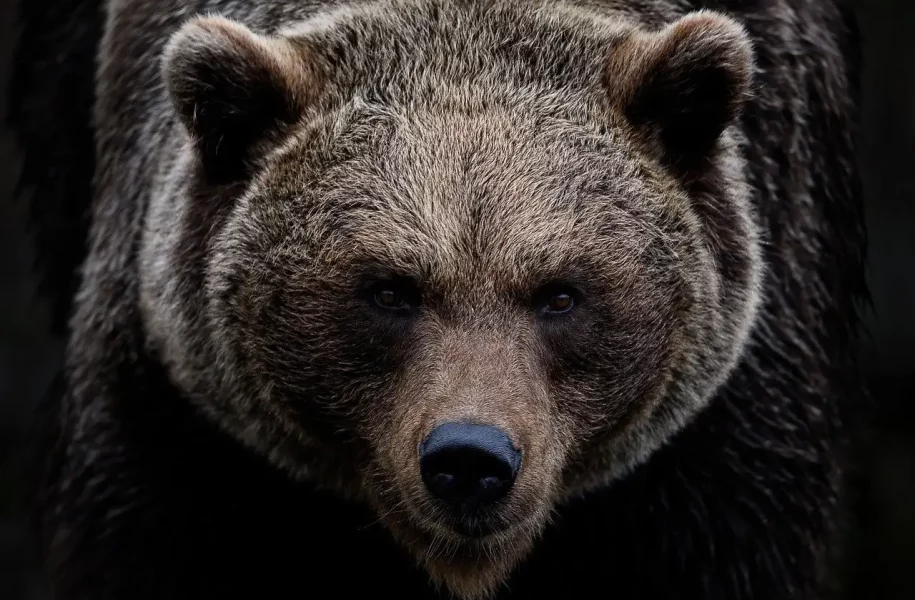 Bear Market Looms Over Traditional Markets  – Are Cryptocurrencies Safe?