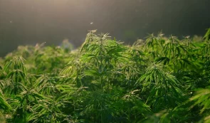 Marijuana Farming