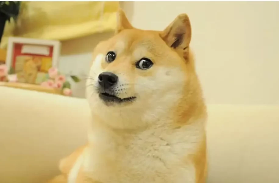 Iconic Dogecoin Mascot Kabosu Passes Away at Age 18